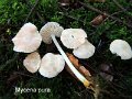Mycena pura-amf1338